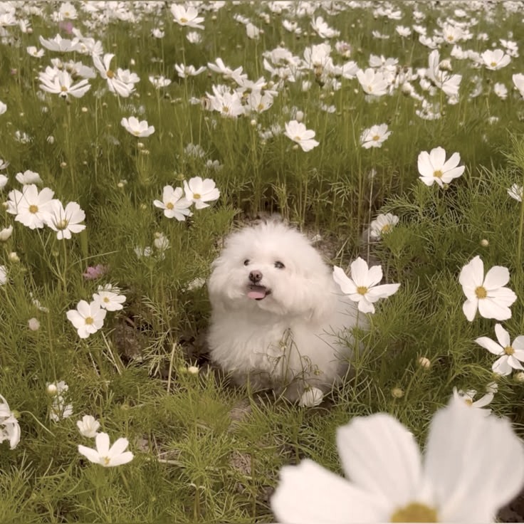 dog in grass