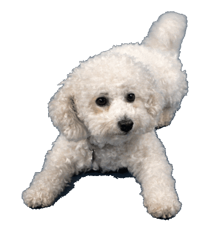 cute bichon gif