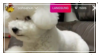 bichon stamp